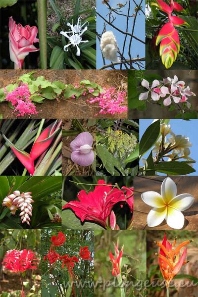 pachtwork Mayotte.jpg